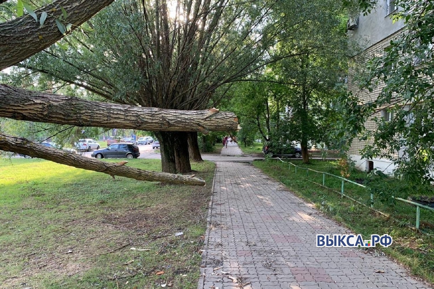 Упавшее после урагана дерево третью неделю угрожает прохожим